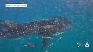 Viral whale shark video taken in Port Aransas