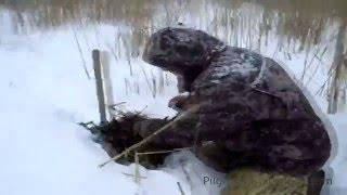 Ловля ондатры капканами зимой.Охота на ондатру в Омской области. Trapping muskrat