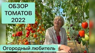 ОБЗОР ТОМАТОВ 2022 // все мои сорта и гибриды // ВЫСЫЛАЮ СЕМЕНА