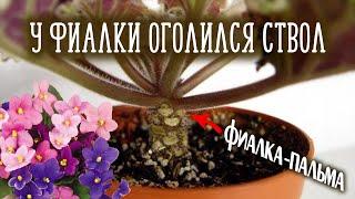 Что делать если у фиалки оголился ствол | Омоложение фиалки | Фиалка-пальма