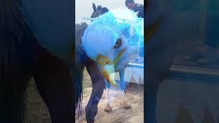 Жанторо93 #kyrgyzstan #horse