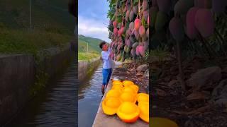 Chinese amazing mango fruit farming #shorts #short #youtubeshorts #shortvideo #tiktok #shortfeed