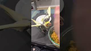 Cockatiel Will Fight You For Noodles | Tiel Named Loubert