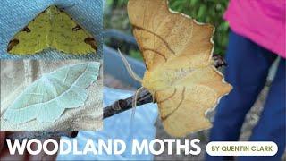 How to Identify Woodland Moths