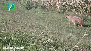 Lo Sciacallo dorato è tra noi... conosciamolo meglio