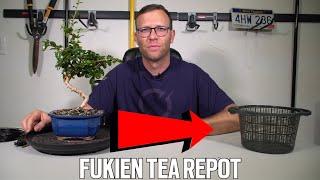 Repotting My Fukien Tea Bonsai | Carmona