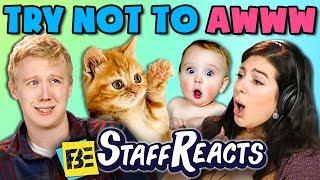 TRY NOT TO AWWW CHALLENGE (ft. FBE Staff)