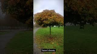 Amidst the chaos of life, nature’s beauty whispers peace to the soul.#nature