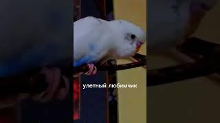 Говорящий волнистый попугай Морозко #shorts  #shortsyoutube Морозко.  волнистый попугай говорит