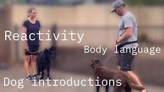 Client session covering reactivity, body language, dog introductions