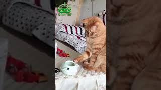 Cute Cat #short #cutcat #cats #cutecats #video #arh