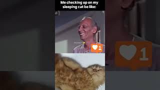 #dailyvlogs #cat #catvlogger #newvlog #funny #mycatvlog #videoblog #catvlog #catlover