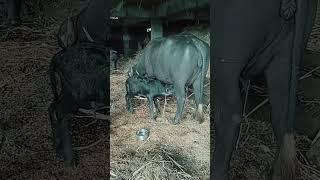 nani padi ne  dudh pava nu se#shorts #video #