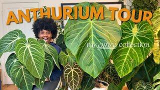 Entire Anthurium Collection Tour