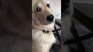 Funny golden retrievers #dog#doglover#dogvideo #funnydog#fyp