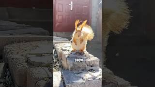 Ever Seen a Squirrel This Glamorous?#animals #squirrel #cute