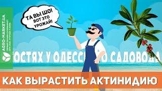 Как посадить актинидию? | АКТИНИДИЯ У ОДЕССКОГО САДОВОДА | Agro-Market.ua