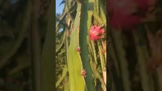 Red dragon fruit is very beautiful