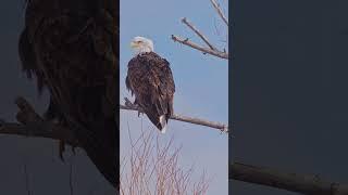 Surprising Truths About the Bald Eagle – The King of the Sky!