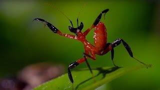 Kung Fu Mantis Vs Jumping Spider | Life Story | BBC