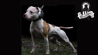 Staffordshire Bull Terriers -  Marco De Kruijk from Quinlent Staffords (part 2)