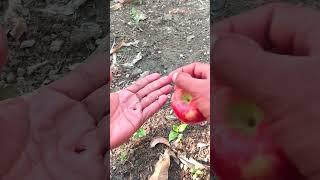 GrowingApple SeedsPlants .#shortvideo #shorts #garden #short #shortsvideo #fruit #apple #growing