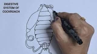 How to draw digestive system of cockroach  easily/ digestive system of Periplanata americana