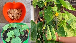 Best And Easiest Way To Grow Organic Cucumbers At Terrace Garden // Seeds To Harvest //Full Updates