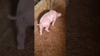 PIG FARM IN THE PHILIPPINES | 7 DAYS OLD SOWLET GP LANDRANCE | BEST GENETICS