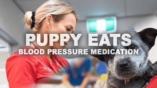 BONDI VET: A puppy swallows the owners blood pressure meds and is rushed to Dr Alex for help