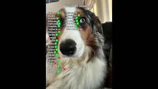 dog:Enjoy Pi’s marbled blue eyes! #dogsoftiktok #travel #australianshepherd #travelwithdogs