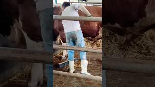 Cleaning Bull’s Barn!  Real Simmental Farm Work! #shorts