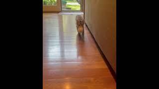 Meet Livia #cat #kitten