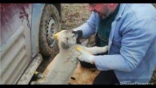 Cornet lastiği nasıl değiştirilir, Yavru köpek beni çıldırttı.