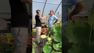 Bergen Water Gardens is the biggest lotus nursery outside China