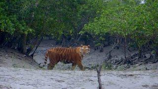 Feared, Loved, Worshipped: The Enigma of the Sundarbans Tiger