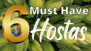 6 "MUST HAVE" Hostas for a small nursery