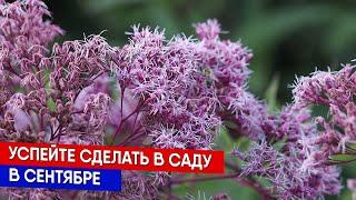 Успейте сделать в саду в сентябре