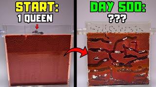 I Raised An Ant Farm For 500 Days