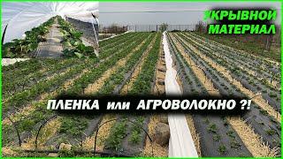 Агроволокно ИЛИ пленка?! ЧЕМ УКРЫТЬ КЛУБНИКУ?!