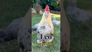 Leo! Frankie the #rooster is calling! #leo #leonardo #leonard #chicken #funnyshorts #memesdaily