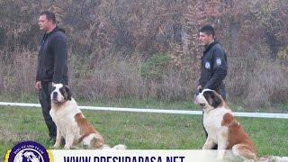 Neron&Nijagara | DOG GUARD TEAM