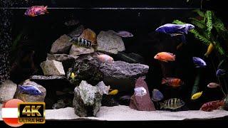 Malawi african cichlid tank / Buntbarsch Aquarium 4K