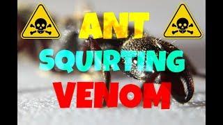 Ant Squirting VENOM?! | Pseudoneoponera rufipes (Antkeeping)