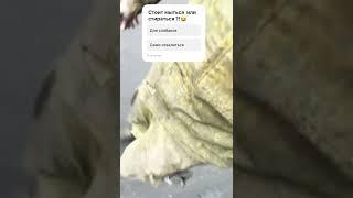 #сажа #shortvideo #жиза прогулка и смотра на одном из комбинатов, где используют сажу