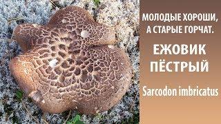 Молодые хороши, а старые горчат. ЕЖОВИК ПЁСТРЫЙ - Sarcodon imbricatus