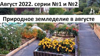 Август 2022 серии № 1 и №2. Черри по сортам. Урожай свеклы и ещё много дел в природном земледелии.