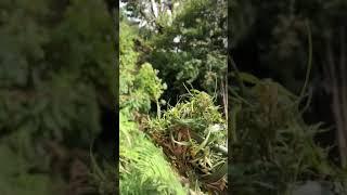 The wild marijuana, in high altitude