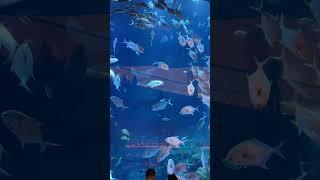 Dubai Mall Aquarium #2023 #trending #dubai #dubaimall #iphone