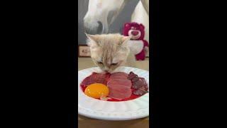 三种大肉肉#猫咪 #萌宠出道计划 #沉浸式 #吃货 #生骨肉喂养猫咪